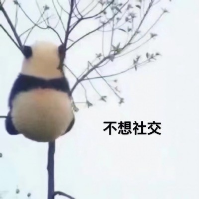 大熊猫可爱表情包合集来啦