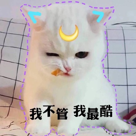 软萌猫咪表情包合集 聊天斗图都能用