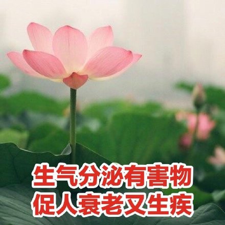 中老年佛系荷花表情包头像火了 主打松弛感治愈风