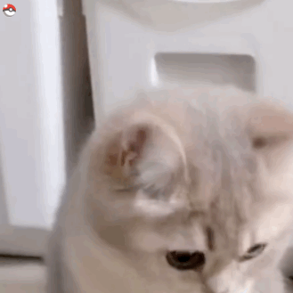 猫咪柴犬合集来啦！作者标注来自宇宙饼饼oba