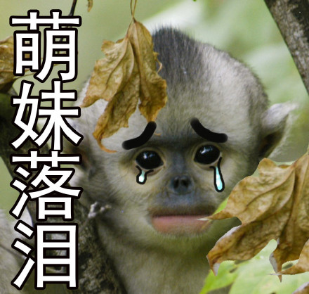 自带烈焰红唇的滇金丝猴表情包来啦