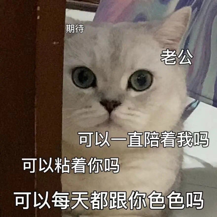 聊天斗图新宠！猫猫涩涩表情包合集