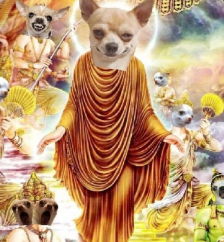 吉娃娃专属表情包合集来啦