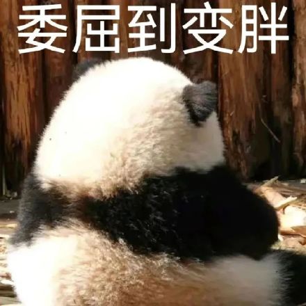 大熊猫聊天表情包合集