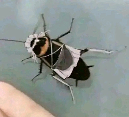 聊天斗图新选择！蟑螂表情包合集上线啦