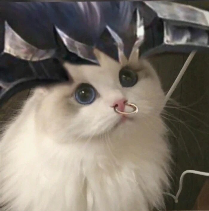 王者荣耀玩家专属！这套猫头头像太适配游戏社交了