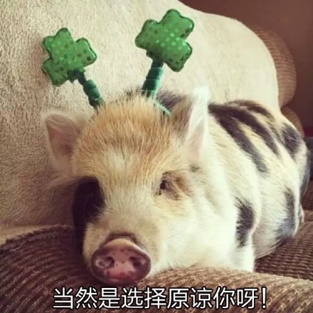 超治愈猪猪表情包合集来啦