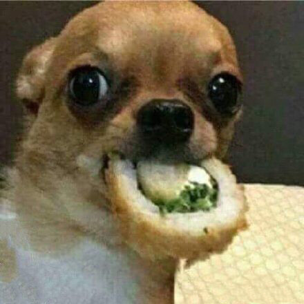 吉娃娃专属表情包合集来啦