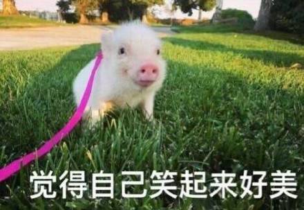 超萌猪猪表情包来啦！