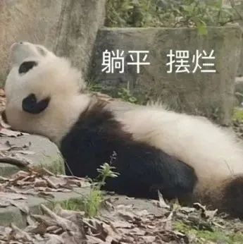 大熊猫聊天表情包合集