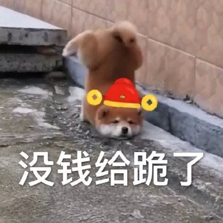 过年讨红包就用它！狗狗拜年表情包合集