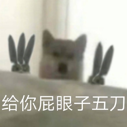 狗狗表情包合集｜给你p眼子来一刀系列