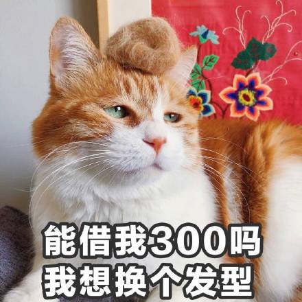 猫咪表情包第十弹来啦！