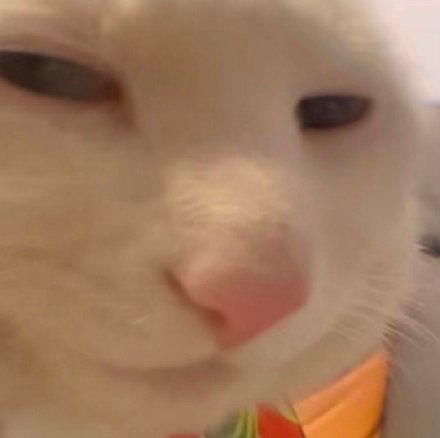 超火神经猫猫表情包合集