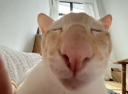 超火神经猫猫表情包合集