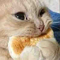 聊天斗图必备！这套沙雕猫咪表情包太绝了