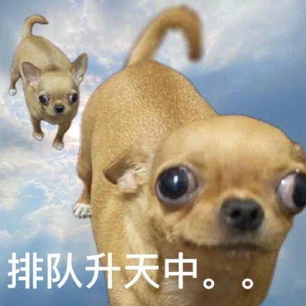 摸鱼必备！摆烂小狗表情包合集