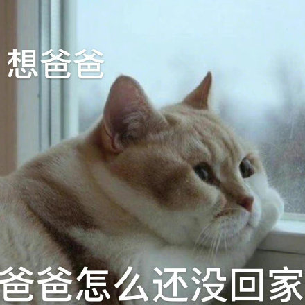 爸宝大嘴猫表情包来了 聊天斗图用得上