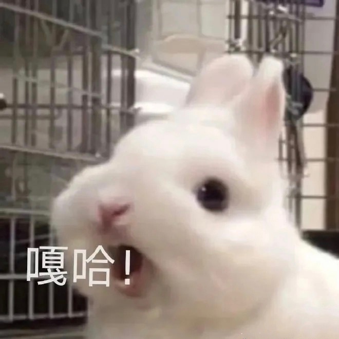 聊天斗图必备！这套兔兔表情包太好用了