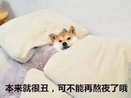超火的狗狗表情包合集来啦