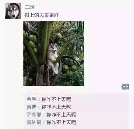 汪星人版朋友圈日常表情包合集
