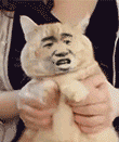 养猫养狗的看过来！这套动图表情包太好用了