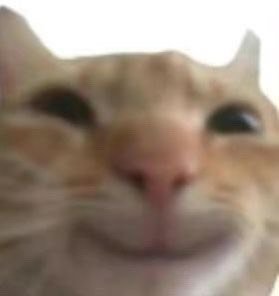 超火神经猫猫表情包合集