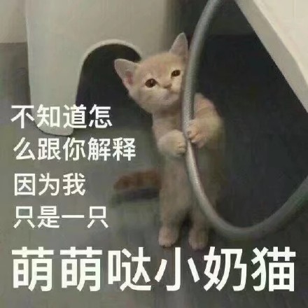 软萌猫咪表情包合集 聊天斗图都能用
