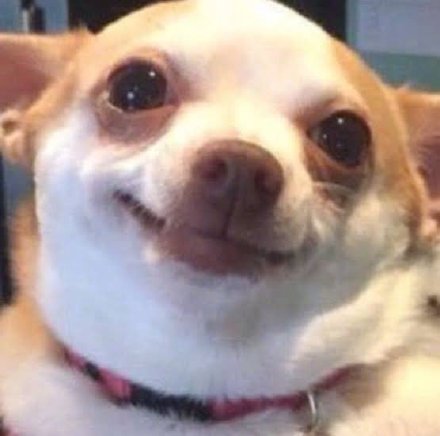 吉娃娃专属表情包合集来啦