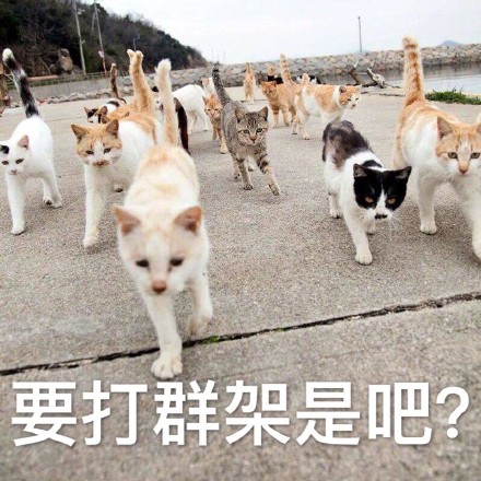这款喵星人搞事表情包，斗图时直接拿捏气场