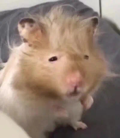 仓鼠表情包合集来啦，斗图用它准没错