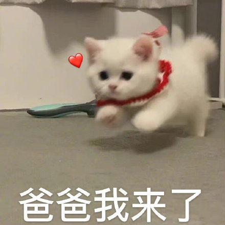 爸宝大嘴猫表情包来了 聊天斗图用得上