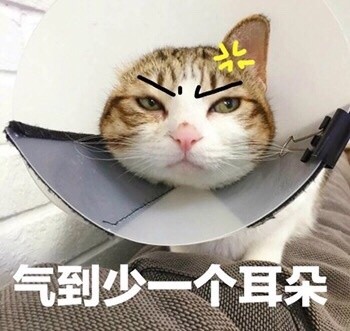 吵架没输过？这套生气猫咪表情包帮你拿捏情绪