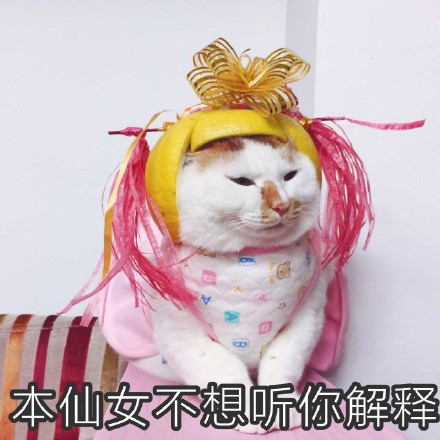 猫咪时装秀现场太可爱了