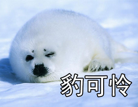 社会我豹哥！这套海豹表情包太萌了