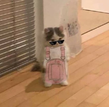 铲屎官必备！超萌猫猫穿衣表情包合集