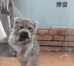 养猫的N种用处表情包合集