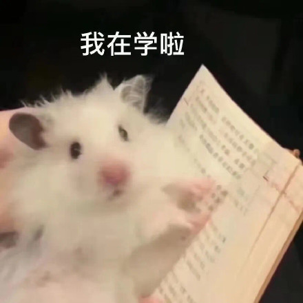 仓鼠表情包合集来啦，斗图用它准没错