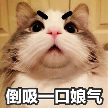 吵架没输过？这套生气猫咪表情包帮你拿捏情绪