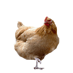 聊天斗图必备！超全小动物动图表情包合集