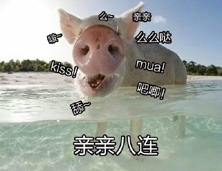 超治愈猪猪表情包合集来啦