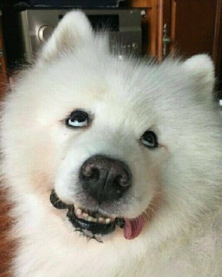 动物界歪头杀合集来啦，个个萌到心化