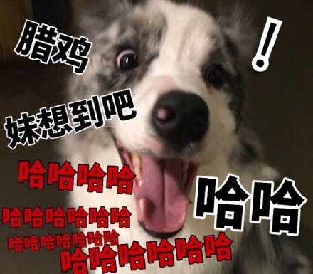 超火的狗狗表情包合集来啦