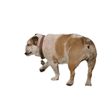 聊天斗图必备！超全小动物GIF动图表情包合集