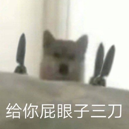 狗狗表情包合集｜给你p眼子来一刀系列