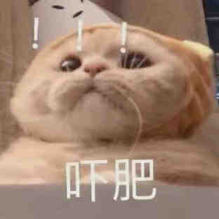 超实用猫猫表情包合集