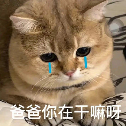 爸宝大嘴猫表情包来了 聊天斗图用得上