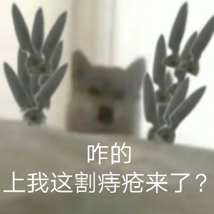 狗狗表情包合集｜给你p眼子来一刀系列