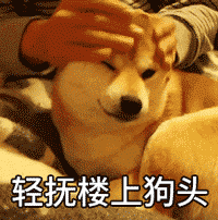 超实用柴犬动图表情包合集