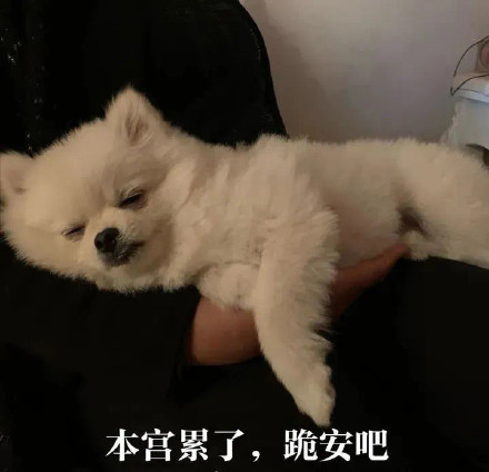 超治愈！狗狗晚安聊天表情包合集